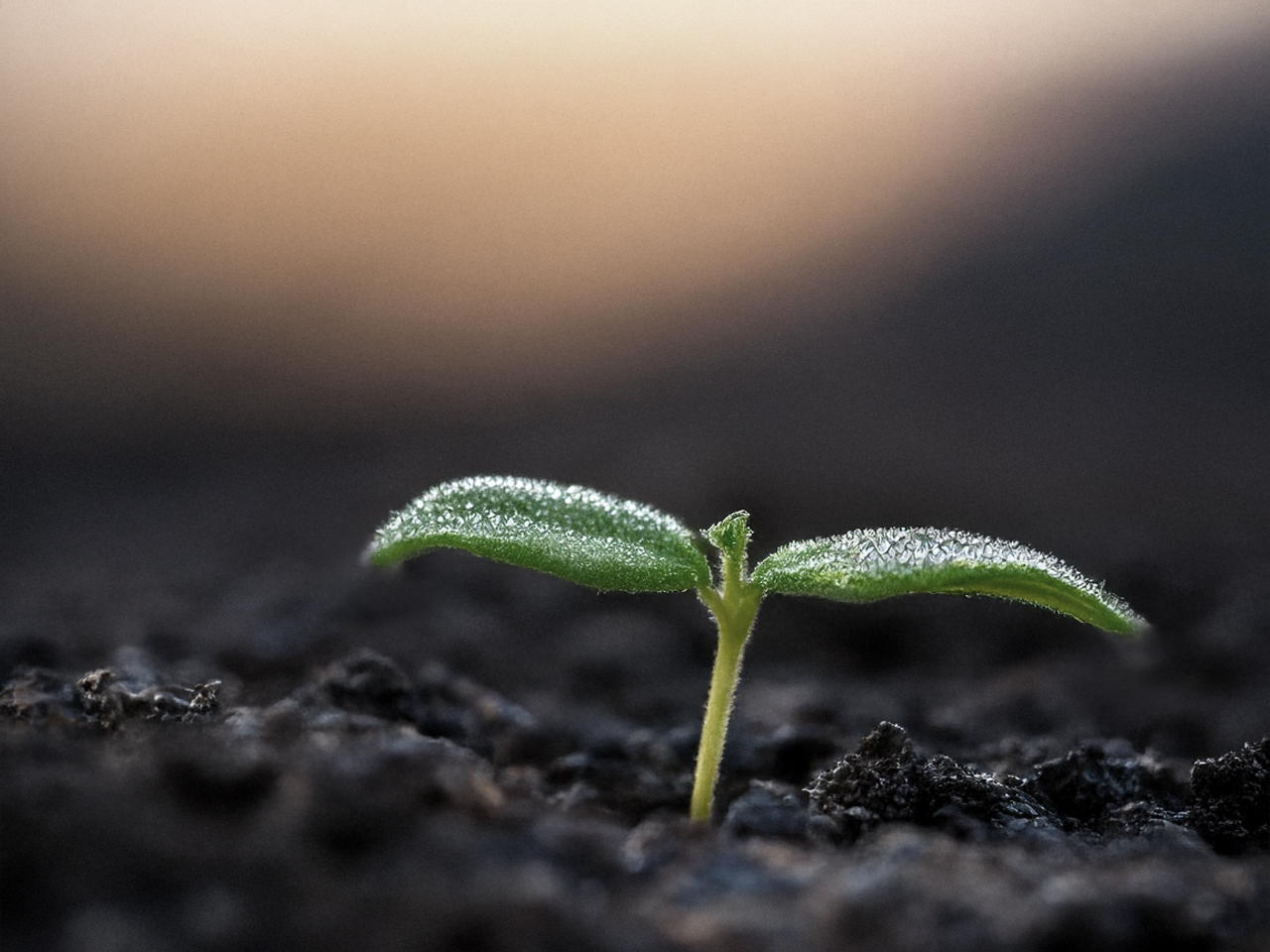 high quality low moisture talc in agriculture and crop protection