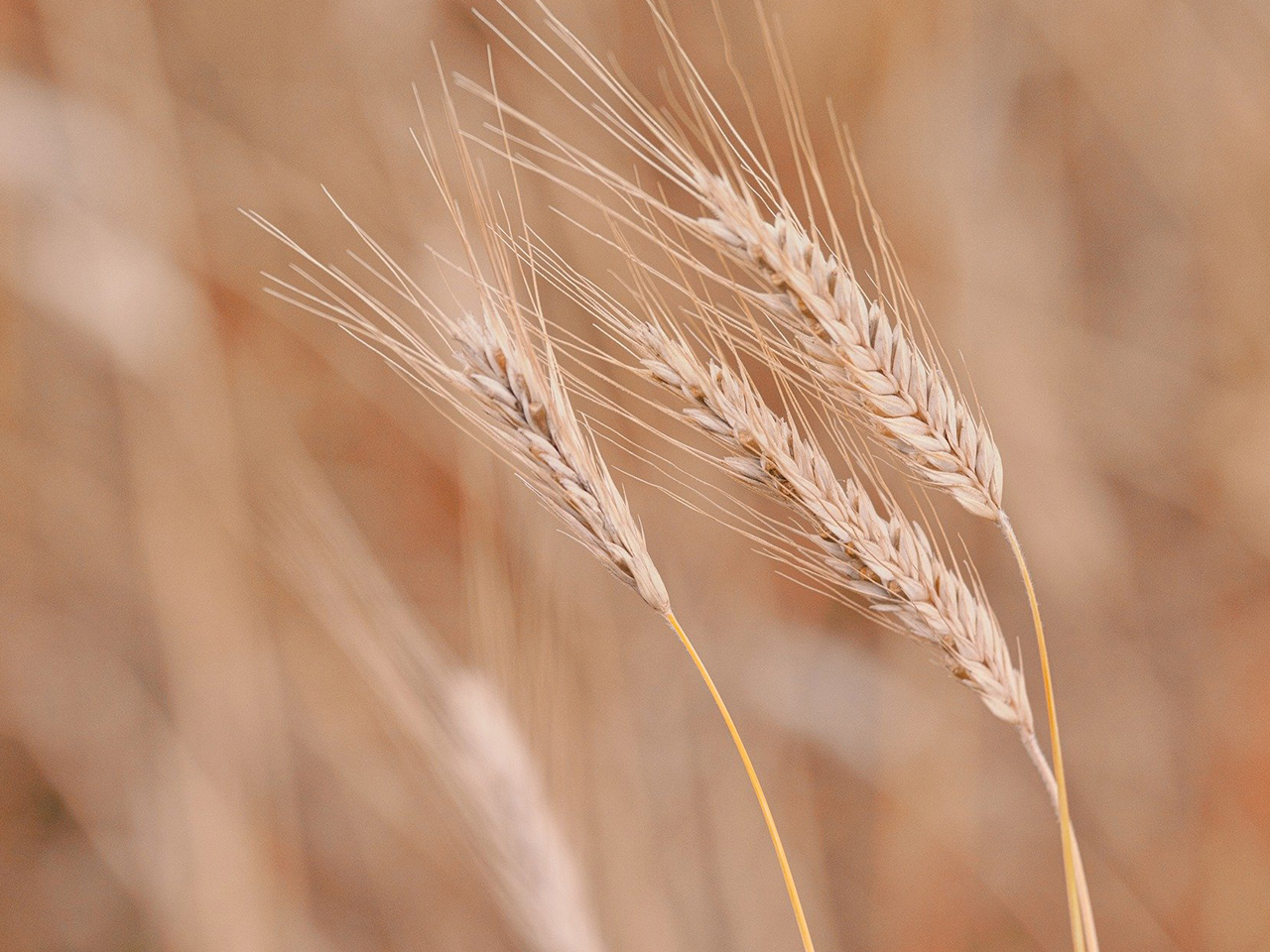 supporting precision and sustainability talc in agriculture and crop protection