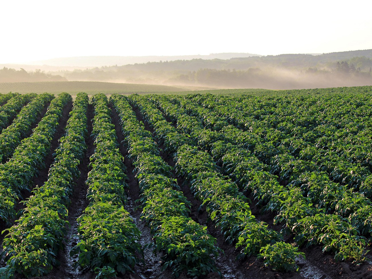 General applications with Mintalc®, talc in agriculture and crop protection.